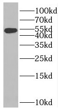 anti- BMP4 antibody