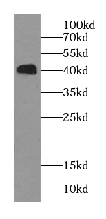  anti- Bif-1 antibody