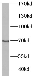  anti- BCRP/ABCG2 antibody