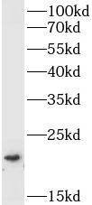 anti- BID antibody