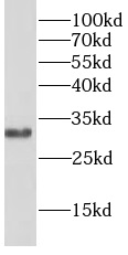      anti- BCL10 antibody