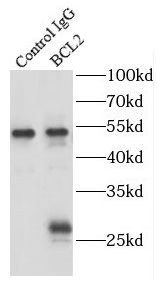 BCL2抗体