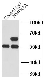 anti- BMPR1A antibody