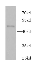 anti- BHLHE40 antibody