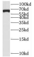      anti- BEGAIN antibody