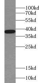      anti- BHLHE22 antibody