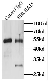 BHLHA15抗体