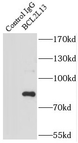 anti- BCL2L13 antibody