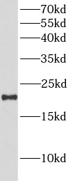      anti- BCL2L10 antibody