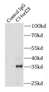 C14orf28抗体