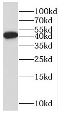      anti- BRE antibody