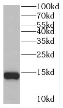 anti- BEX2 antibody