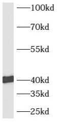      anti- AUP1 antibody