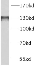 anti- BAIAP3 antibody