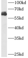      anti- Barkor antibody