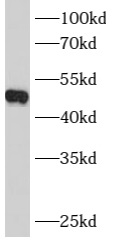 anti- B4GALT4 antibody