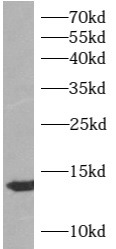 anti- ATP6V1F antibody