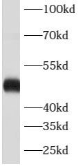 anti- ATXN10 antibody