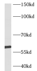      anti- B3GALTL antibody