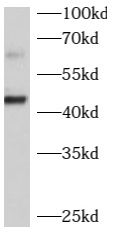      anti- B4GALT2 antibody