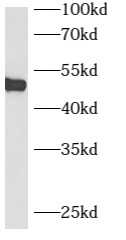      anti- B3GNT7 antibody