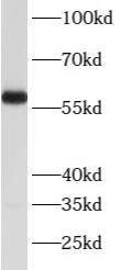 anti- ATP6V1B2 antibody