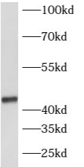      anti- ATP6V1C2 antibody