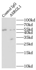      anti- ASRGL1 antibody