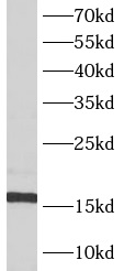      anti- ATP5D antibody