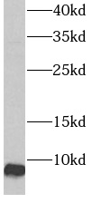 anti- ATP5I antibody