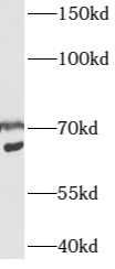      anti- AXUD1 antibody