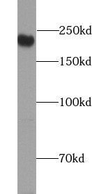      anti- ATG2A antibody