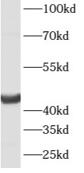      anti- ATG4B antibody