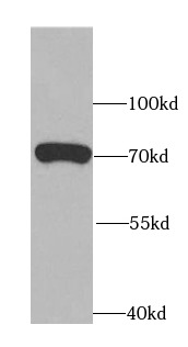      anti- ATG13 antibody