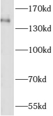      anti- ASTN2 antibody