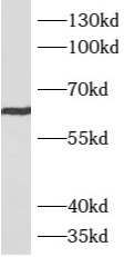      anti- ATE1 antibody