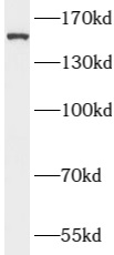      anti- ATAD2 antibody