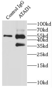 ATAD1抗体