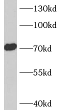      anti- ASIC4 antibody