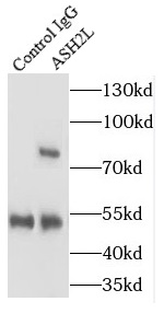      anti- ASH2L antibody