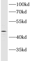      anti- ASCC1 antibody