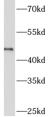      anti- ART3 antibody