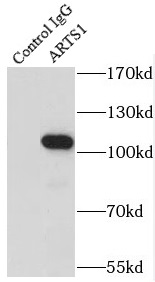      anti- ARTS1 antibody