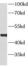      anti- ARP3 antibody