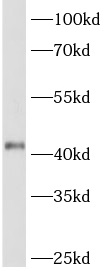      anti- ARP2 antibody