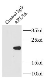 ARL8A抗体