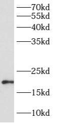      anti- ARL8A antibody