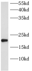      anti- ARL8B antibody