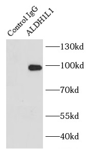      anti- ALDH1L1 antibody