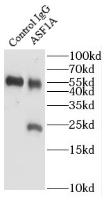      anti- ASF1A antibody